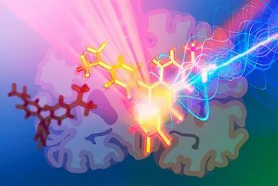 EMBL创新研发：光声探针技术突破，优化脑深部组织高清成像